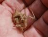 Lyristes plebejus